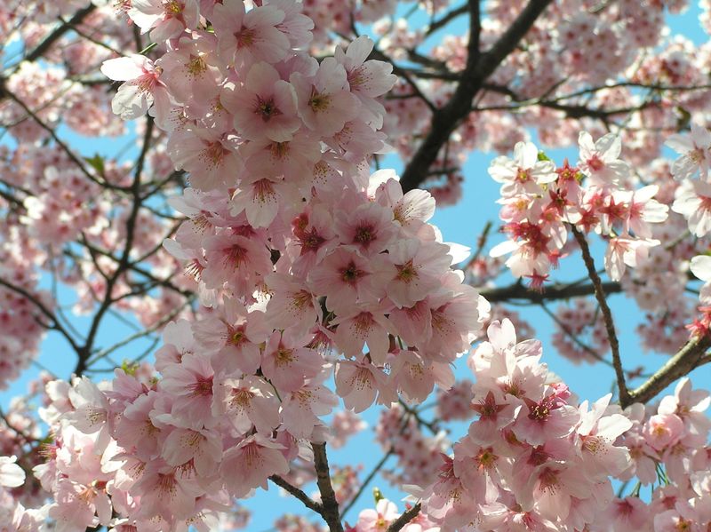 Cherry Blossom 4