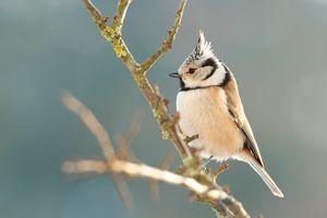 Crested Tit