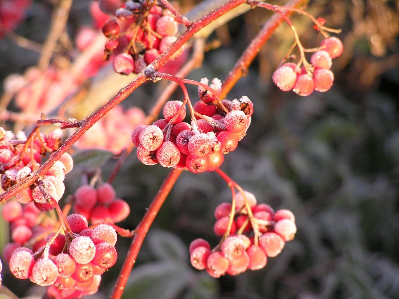 Frosted berries