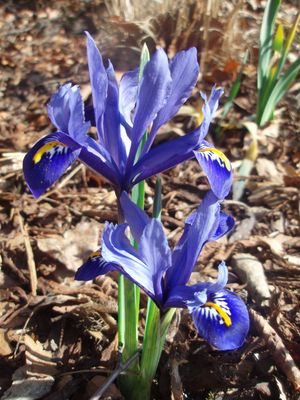 Miniature iris