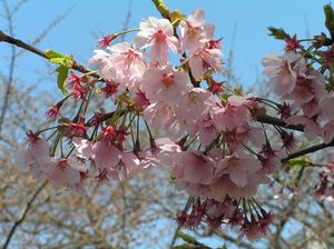 Cherry Blossom in Japan