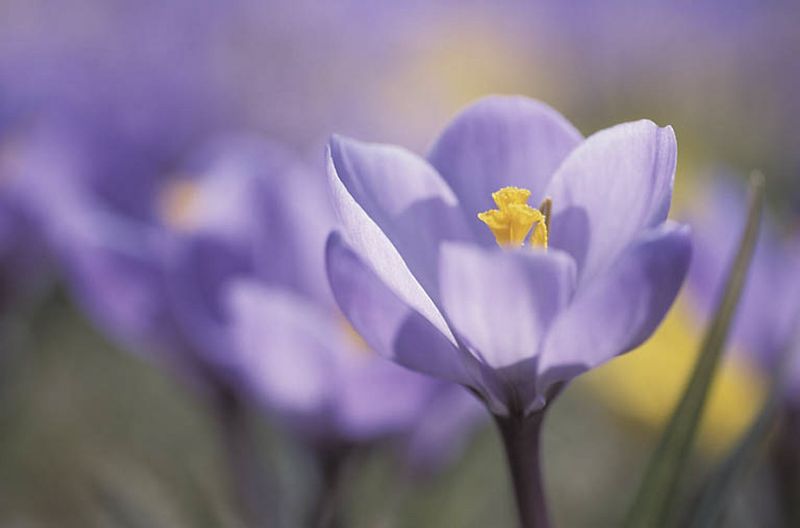 Purple crocus