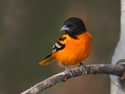 Baltimore oriole