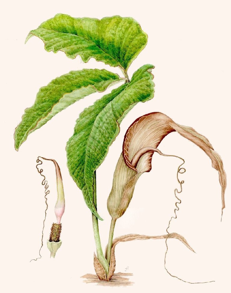 Arisaema propinquum