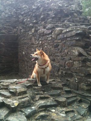 Okehampton Castle