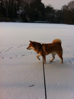 Kita on the frozen lake