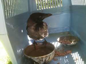 Rescued Hooded crow