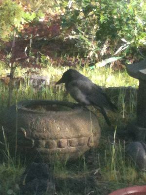 Hooded Crow