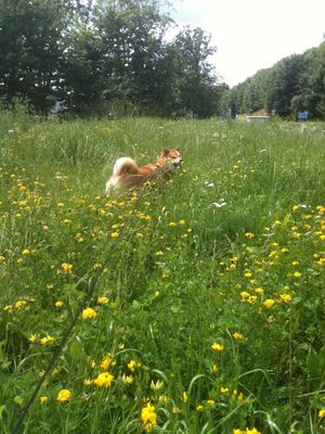 Service station meadow