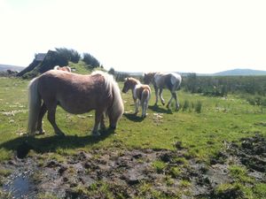 Dartmoor ponies