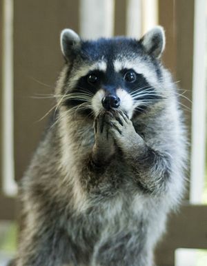 Funny-raccoon